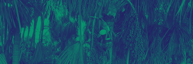 Pando Verde, Bolivia